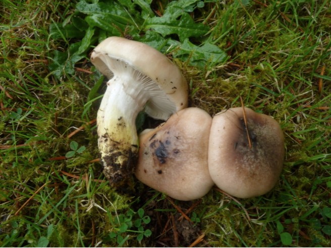 Gomphidius_glutinosus_mushroom_radioactivity